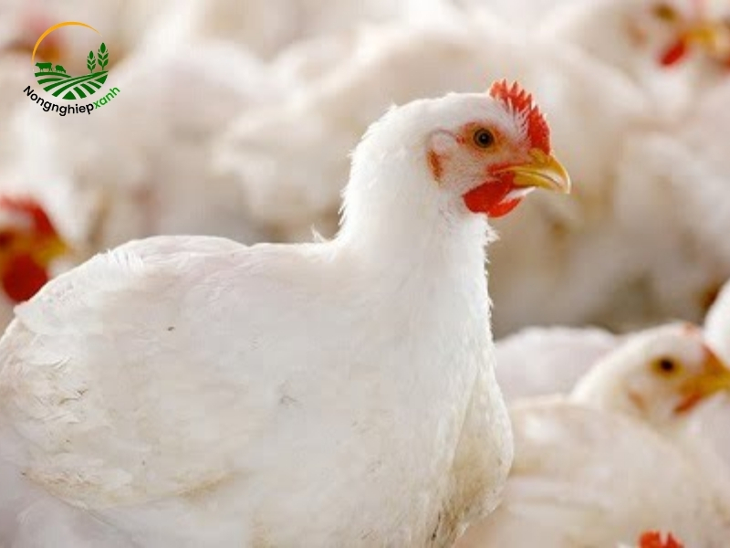 Kỹ thuật chăm sóc gà công nghiệp theo từng giai đoạn