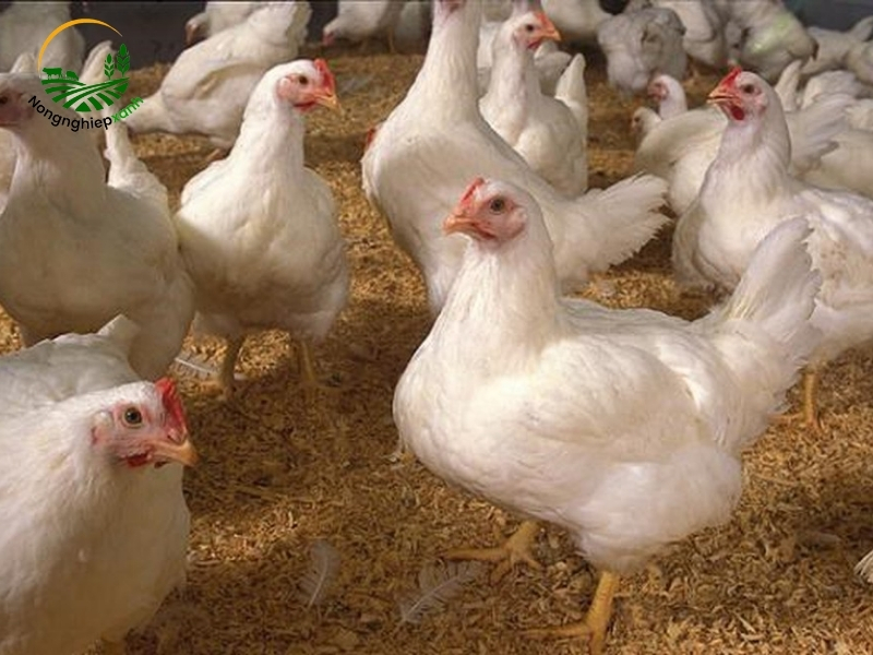 Cách nuôi gà công nghiệp tránh dịch bệnh hiệu quả