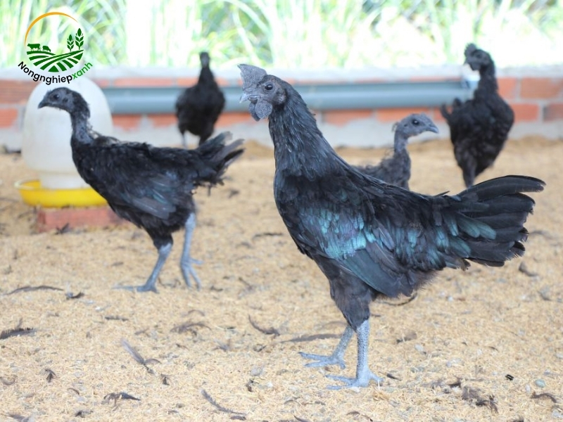 Gà đen – Hướng đi tiềm năng cho nông hộ hiện đại