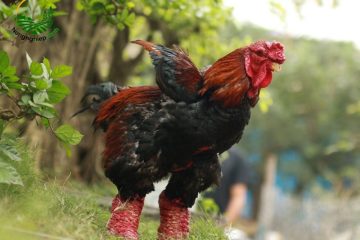 Cách Nuôi Gà Đông Tảo Giúp Gà Lớn Nhanh, Chân To Đẹp