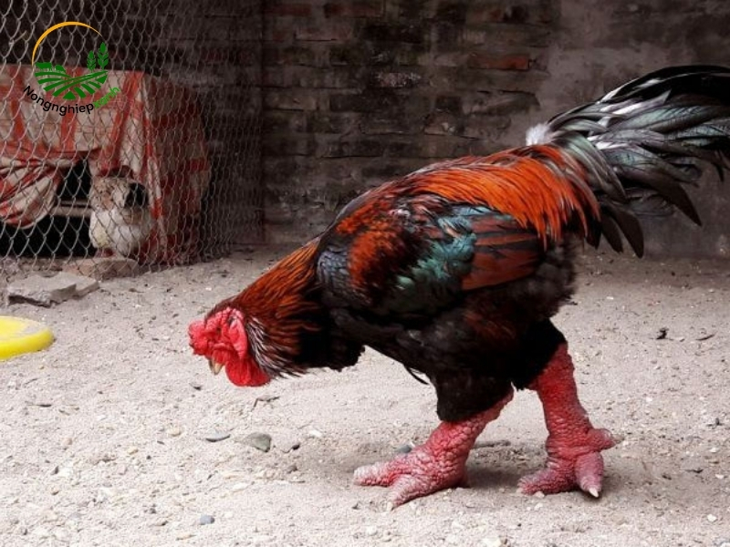 Quản lý theo dõi tăng trọng