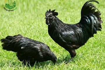 Cách Nuôi Gà H mông Hiệu Quả Cho Nông Hộ Và Trang Trại Nhỏ