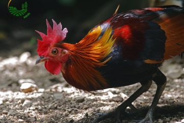 Cách Nuôi Gà Rừng Giữ Được Đặc Tính Hoang Dã Tự Nhiên