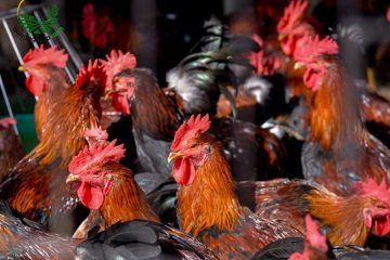 Hướng Dẫn Cách Nuôi Gà Thịt Hiệu Quả Đem Lại Năng Suất Cao