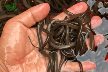 Hướng Dẫn Cách Nuôi Lươn Giúp Thu Hồi Vốn Nhanh, Ít Rủi Ro