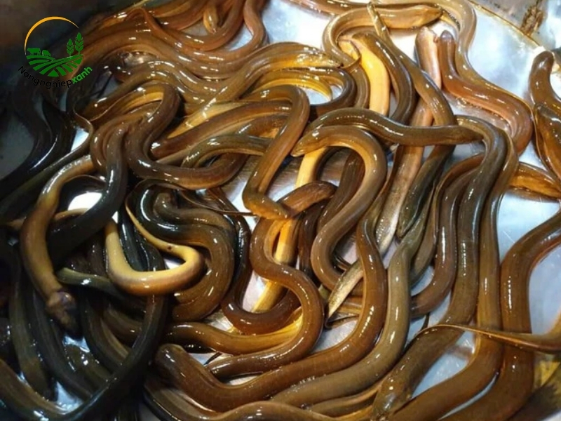 Kỹ thuật chăm sóc lươn sạch, chuẩn an toàn thực phẩm