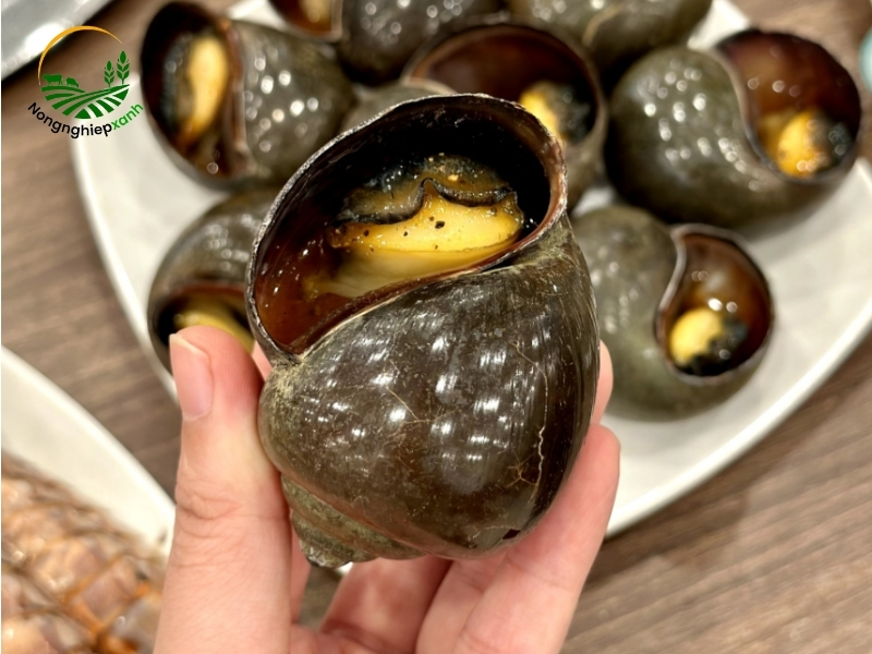 Tổng quan về mô hình nuôi ốc bươu đen