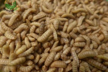 Quy Trình Từng Bước Trong Cách Nuôi Sâu Canxi Sinh Sản