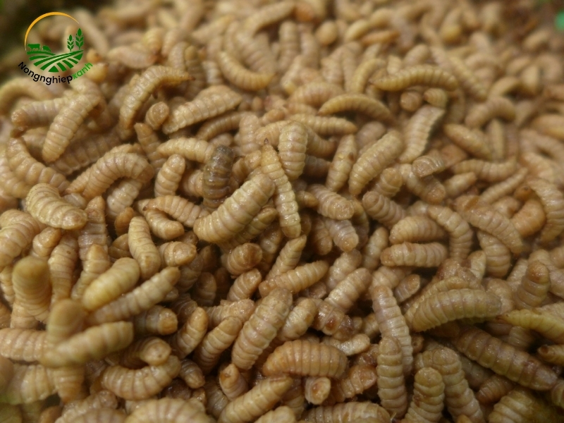 Quy Trình Từng Bước Trong Cách Nuôi Sâu Canxi Sinh Sản