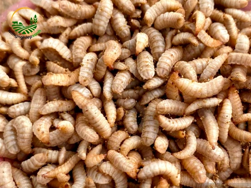 Sâu canxi - Lựa chọn vàng trong chăn nuôi