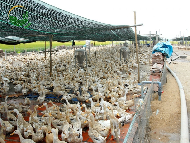 Xây dựng khẩu phần ăn tự nhiên cho vịt đẻ