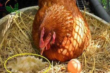 Cách trị bệnh gà bằng tỏi nếu có dấu hiệu cúm nhẹ