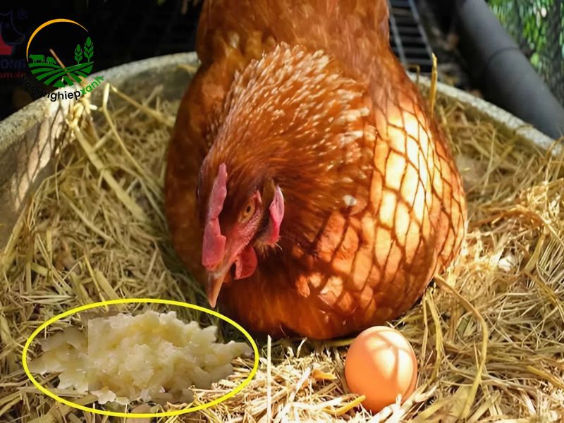 Cách trị bệnh gà bằng tỏi nếu có dấu hiệu cúm nhẹ