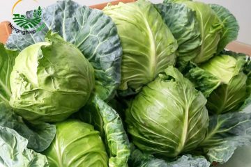 Cách trồng bắp cải trong chậu