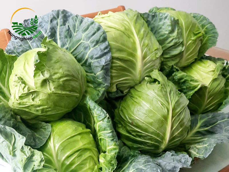Cách trồng bắp cải trong chậu