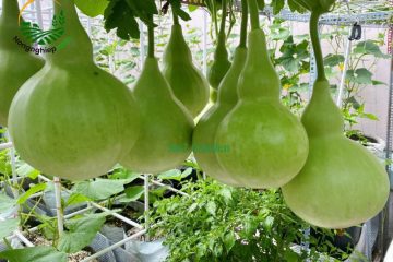 Cách trồng bầu hồ lô