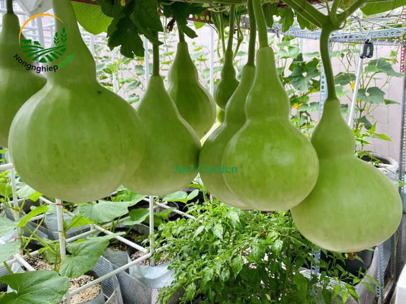 Cách trồng bầu hồ lô