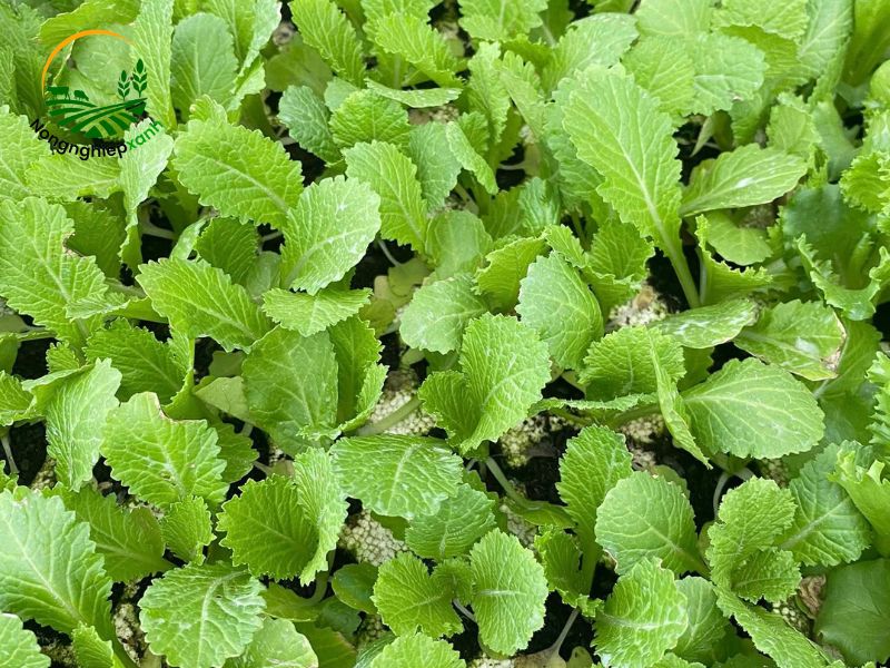 Cách trồng cải bẹ xanh