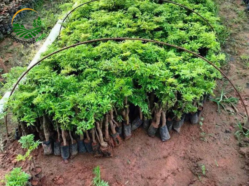 Cách trồng cây đinh lăng