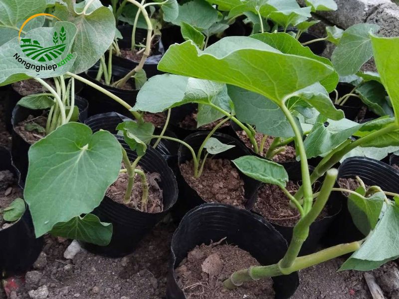 cách trồng cây dổi ăn lá