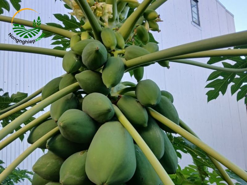 Cách trồng cây đu đủ trong chậu