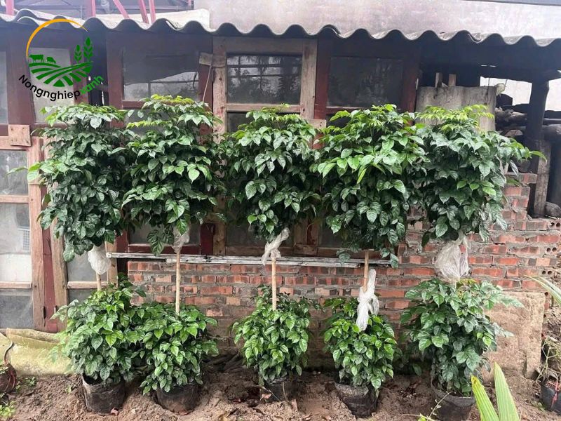 Cách trồng cây hạnh phúc