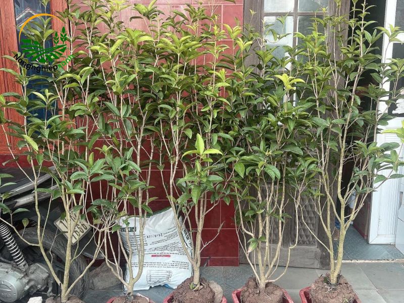 cách trồng cây mộc hương trong chậu