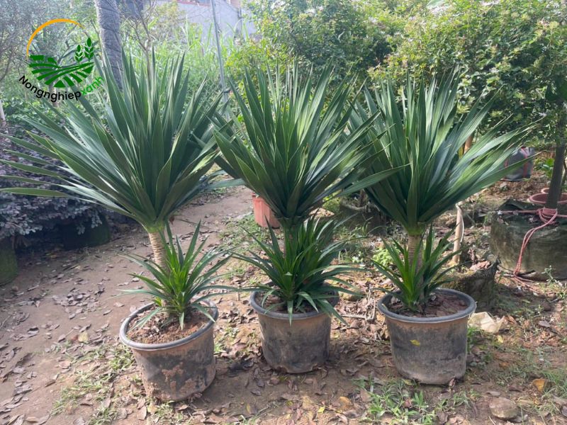 cách trồng cây phát tài từ gốc cắt
