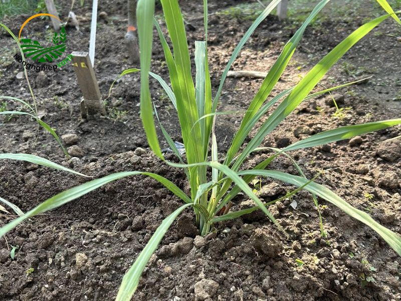 cách trồng cây sả