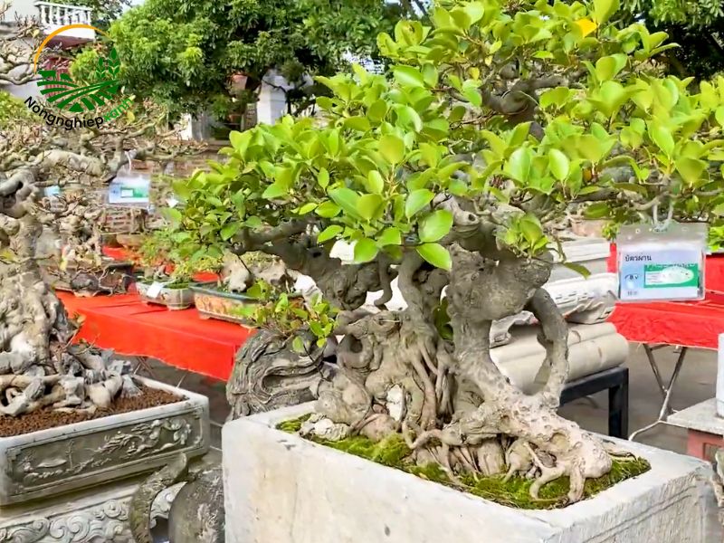 Hướng dẫn cách trồng cây si trên đá đúng kỹ thuật