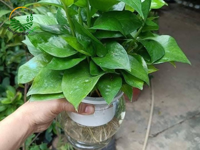 Cách trồng cây trầu bà bằng nước