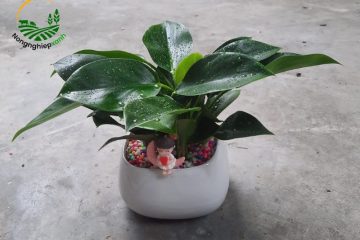 Cách trồng trầu bà trong chậu