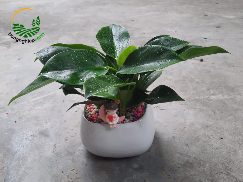 Cách trồng trầu bà trong chậu