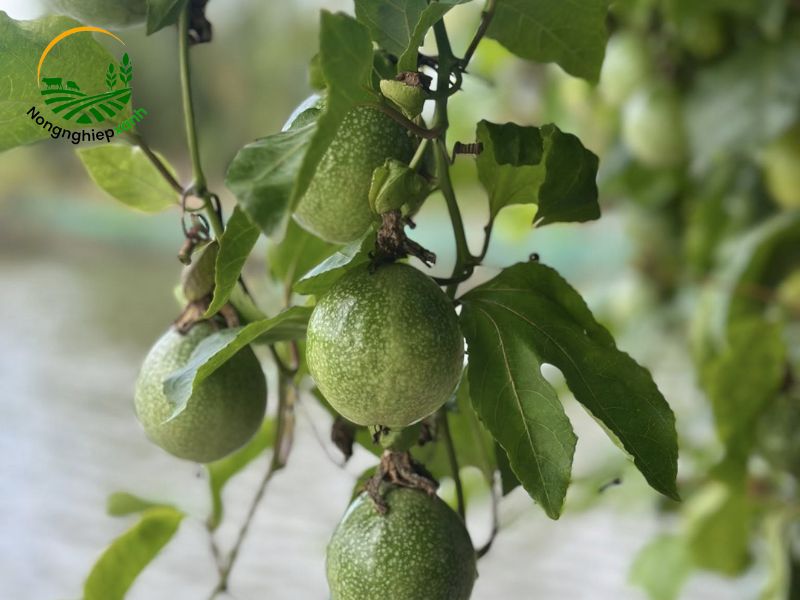 cách trồng chanh dây bằng hạt