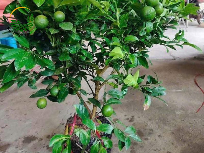 Cách trồng chanh trong chậu