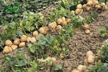 Cách trồng củ đậu