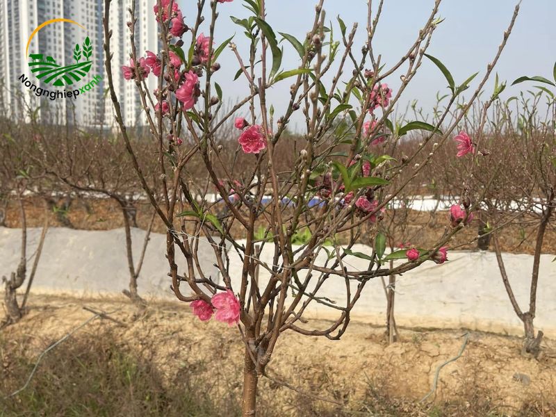 Cách trồng đào sau Tết bằng gốc
