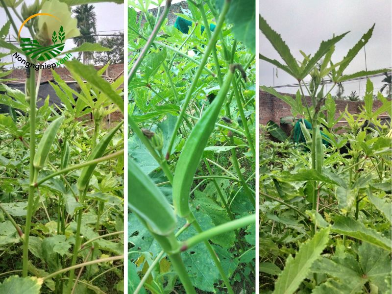 Cách trồng đậu bắp bền vững nhờ kỹ thuật trồng hiện đại