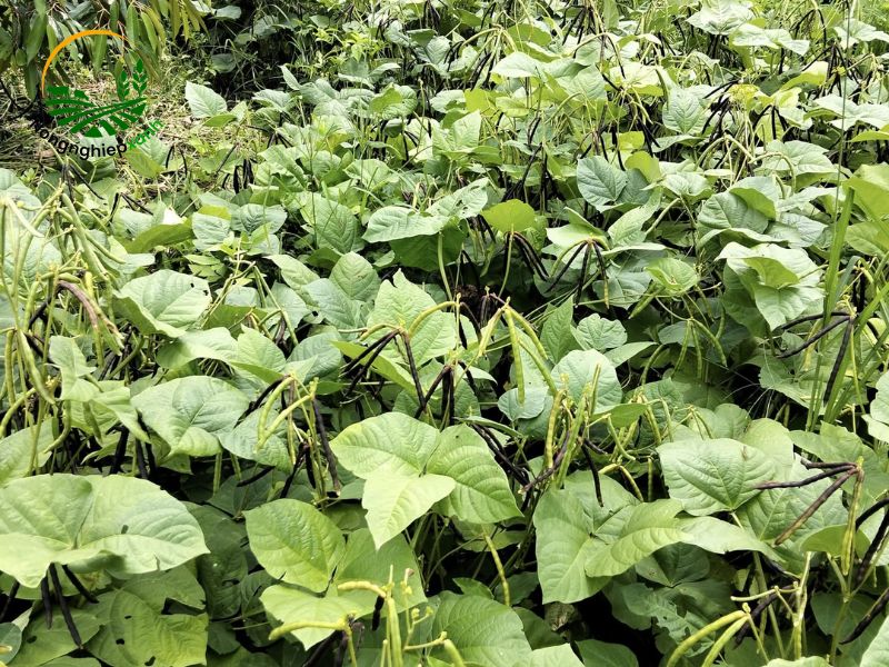 Cách trồng đậu xanh
