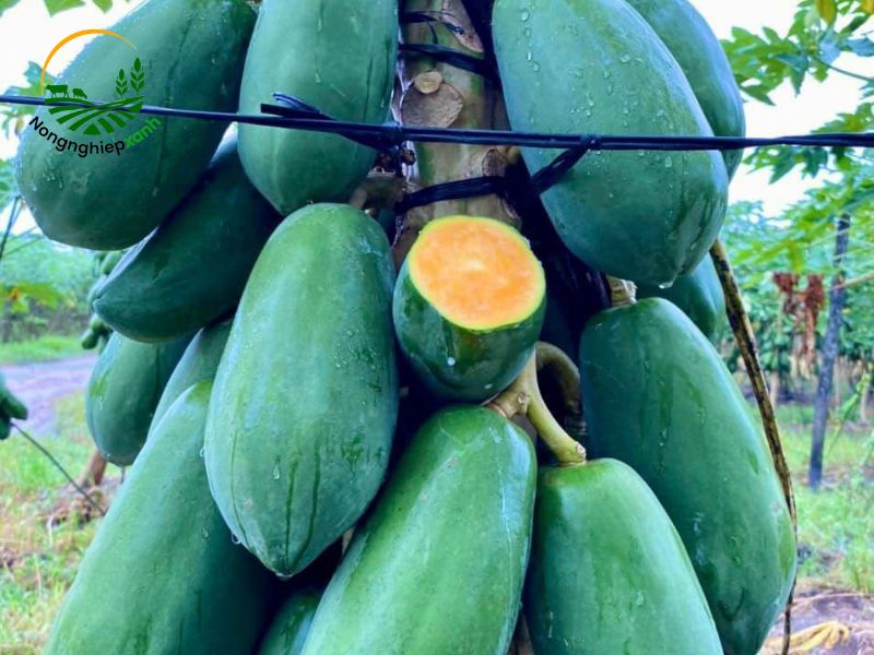 Cách trồng đu đủ