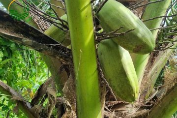 cách trồng dừa bằng quả