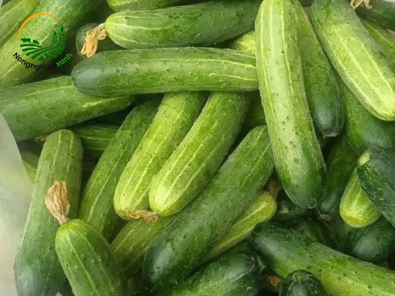 Cách trồng dưa chuột sai quả, trái to