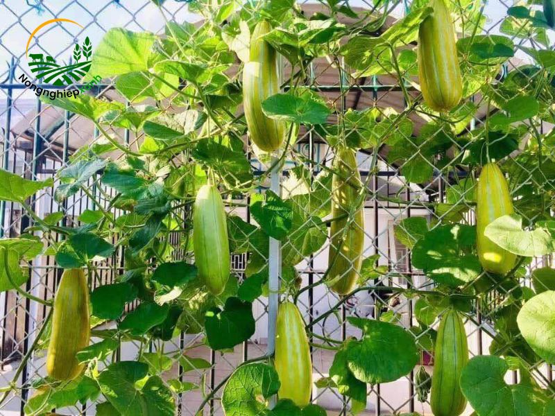 cách trồng dưa gang bằng giàn leo