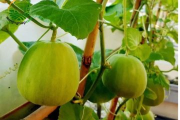 cách trồng dưa lê