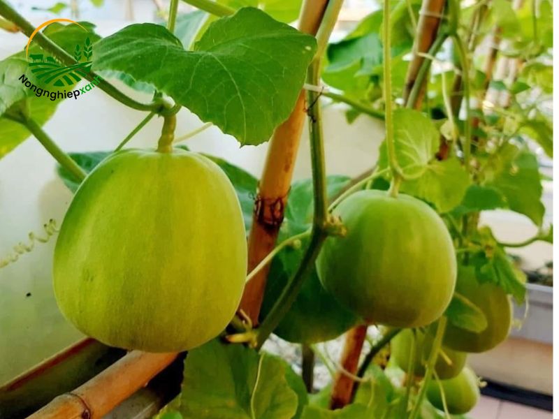 cách trồng dưa lê