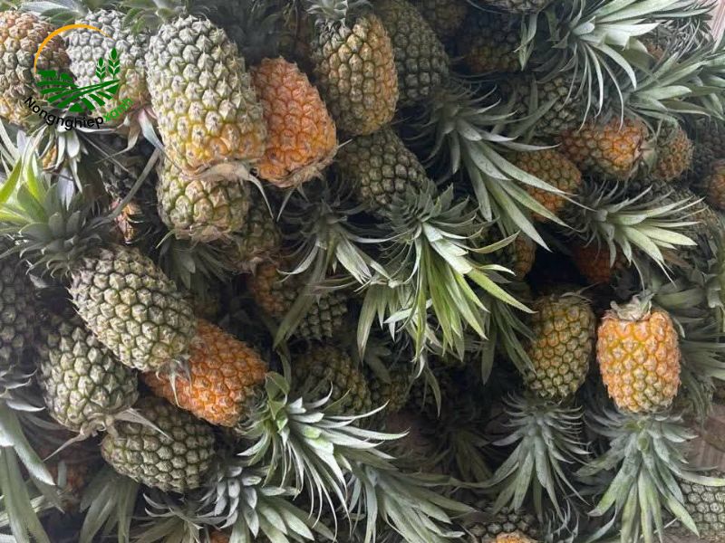 cách trồng dứa ra trái to