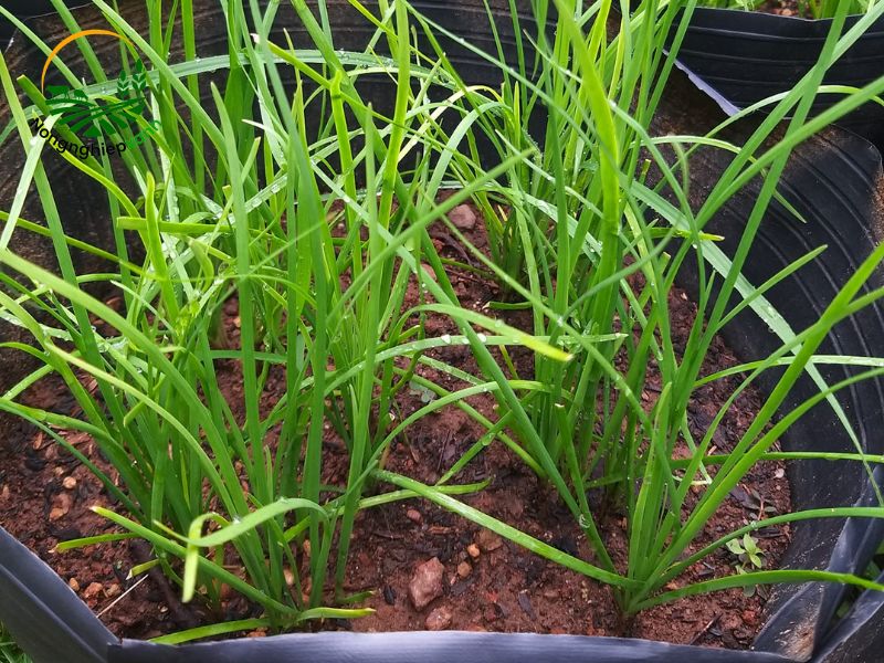 Cách trồng hẹ trong chậu