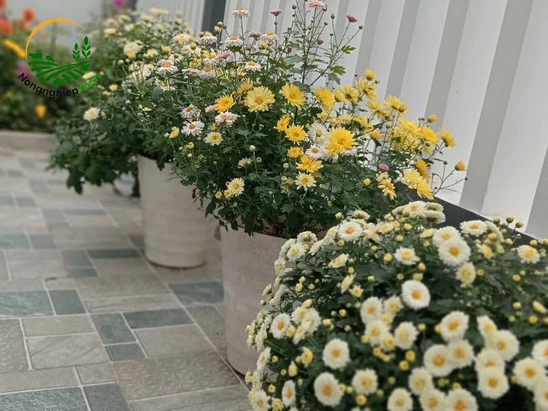 Cách trồng hoa cúc