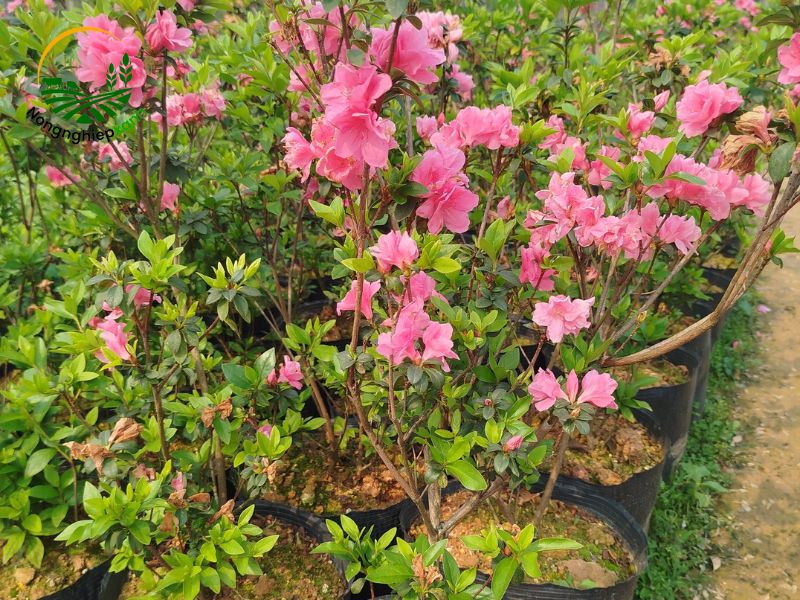 cách trồng hoa đỗ quyên