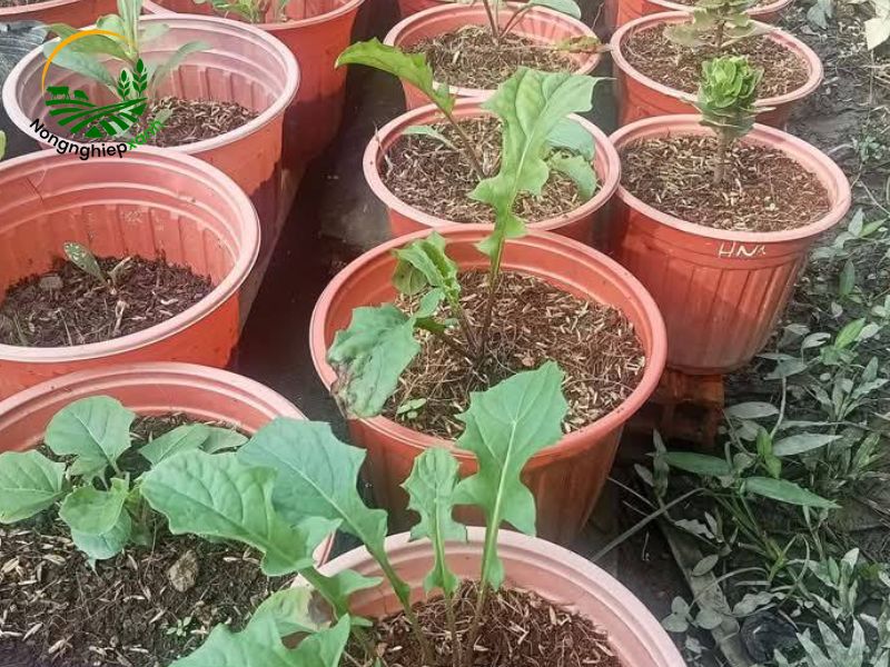 Cách trồng hoa đồng tiền